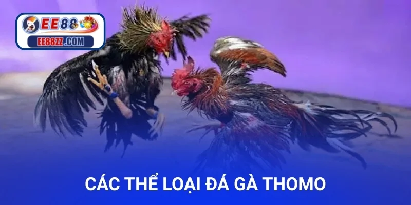 Các thể loại đá gà Thomo