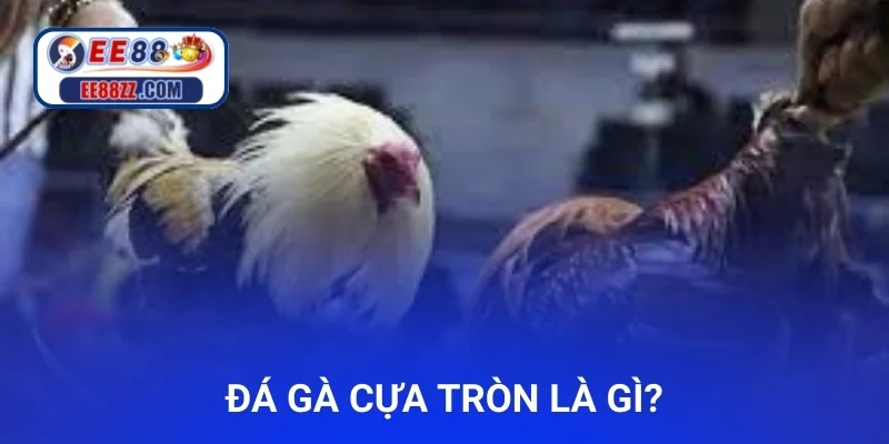 Đá gà cựa tròn là gì?