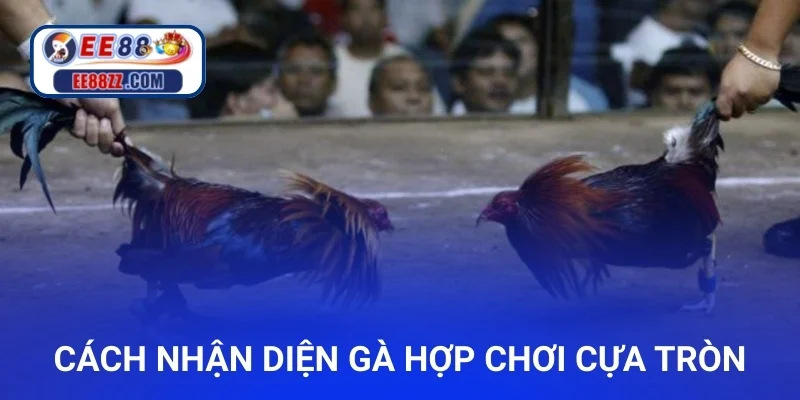 Cách nhận diện gà hợp chơi cựa tròn