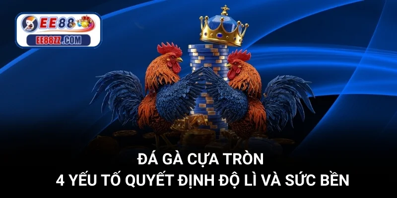Đá Gà Cựa Tròn - 4 Yếu Tố Quyết Định Độ Lì Và Sức Bền