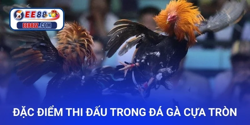 Đặc điểm thi đấu trong đá gà cựa tròn