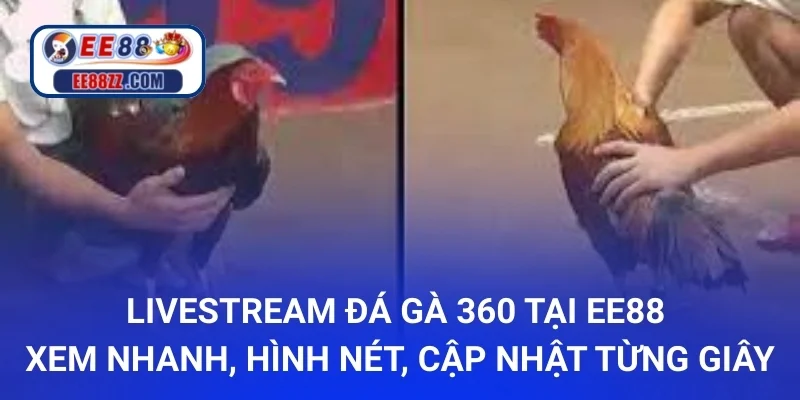 Livestream Đá Gà 360 tại ee88 - Xem nhanh, hình nét, cập nhật từng giây